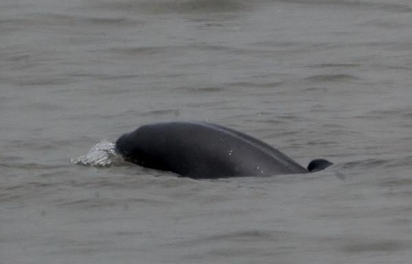 禁漁十年好！長江銷聲匿跡多年的“䲘”頻頻出水，白暨豚有救了？