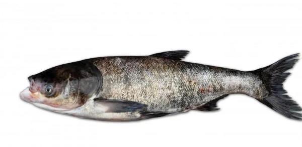 釣魚人不知道“四大家魚”是哪四種魚可不行 釣魚人不知道“四大家魚”是哪四種魚可不行