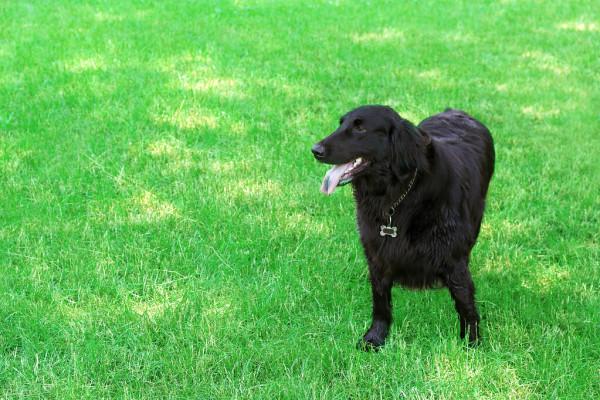 怒，印度猴子摔死250條狗，智，中國馬兒垂韁救主人出深坑