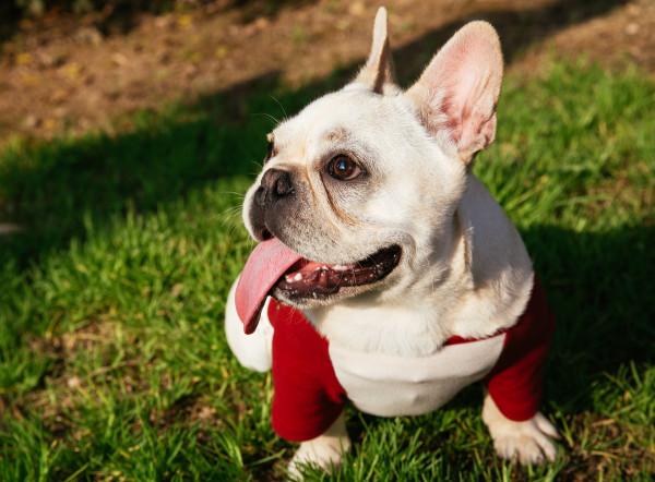 盤點“最嬌氣”的6種狗，耐心不夠，建議別養