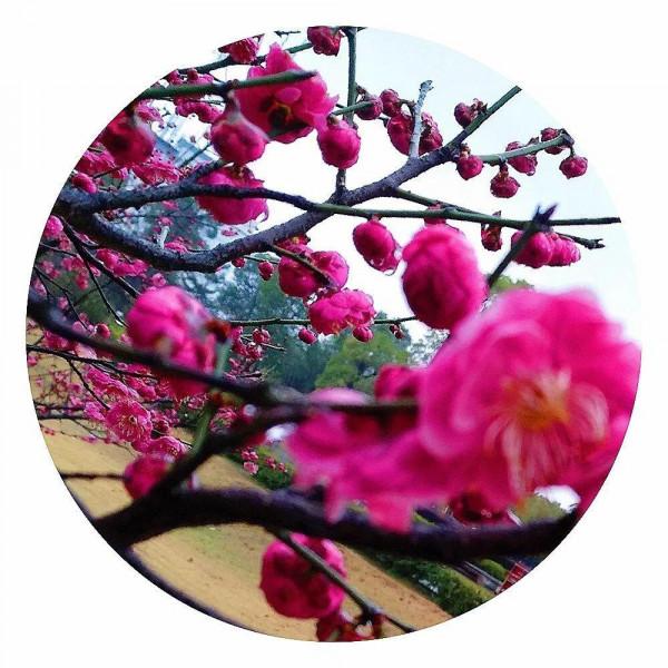 春雨時節，你願意陪我聽雨賞花嗎？