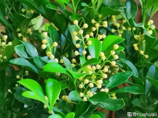 缺德商販，把“綠化草”包裝成“進口花”來賣，上當的人真不少