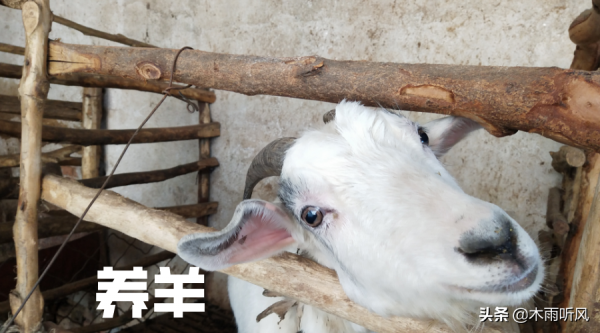 養殖羊上膘慢？6點育肥羊經驗，手把手教你育肥羊