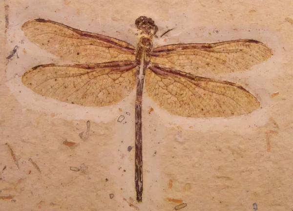 墨西哥深海岩石樣本找到決定性證據？恐龍滅絕那天究竟經歷了什麼