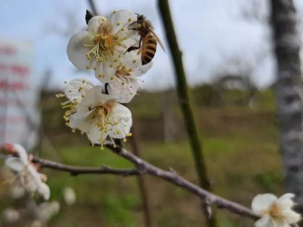 馬巒山的白梅花都開啦 馬巒山的白梅花都開啦