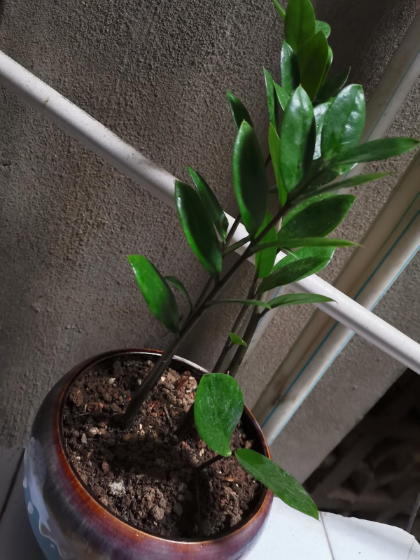 1種花名叫“錢串子”，牢記4個養護口訣，葉子油亮直反光