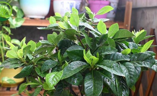 4種花很怕冷,冬天別放外面越冬,否則容易凍壞 4種花很怕冷,冬天別放外面越冬,否則容易凍壞