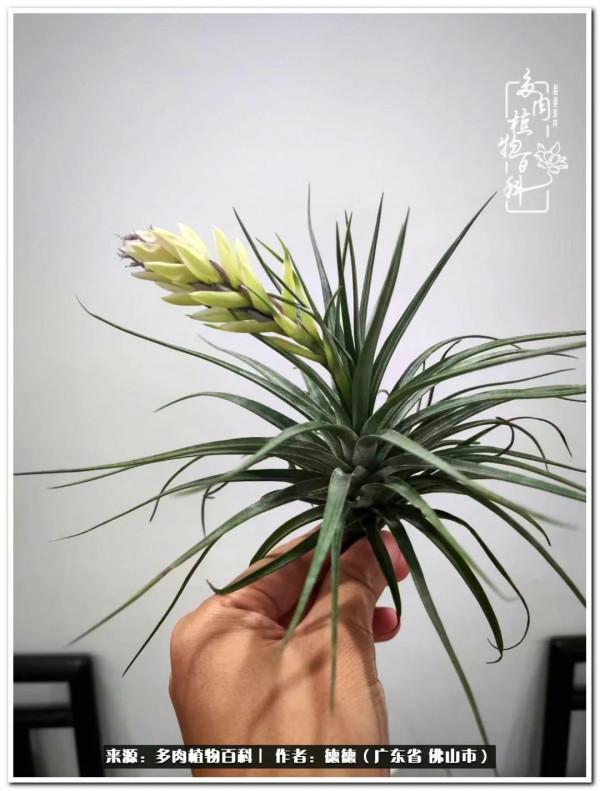 廣東的多肉陽臺:生命不息,折騰不止 廣東的多肉陽臺:生命不息,折騰不止