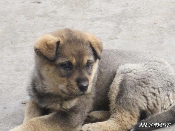 農村小夥養殖致富 農村小夥養殖致富