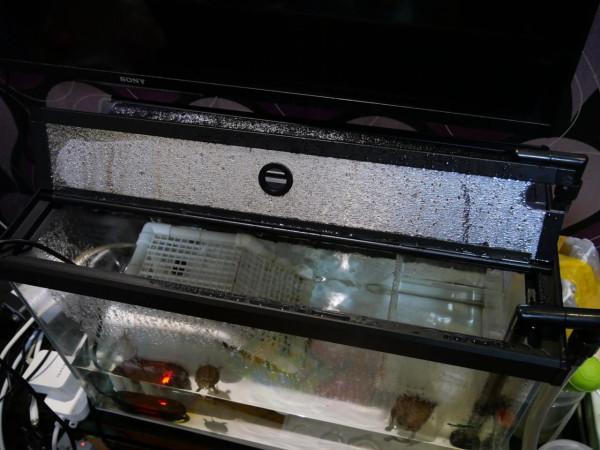 從出殼養到大的浪漫,烏龜蛋孵化選購經驗談及龜苗過冬裝備推薦 從出殼養到大的浪漫,烏龜蛋孵化選購經驗談及龜苗過冬裝備推薦