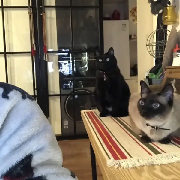 家裡有片雨林是什麼樣的體驗？帶你走進我的室內花園