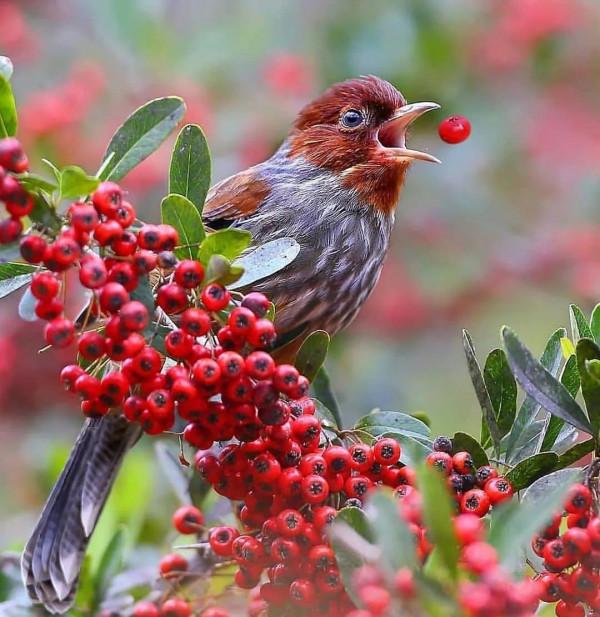 分享——最珍貴罕見的鳥