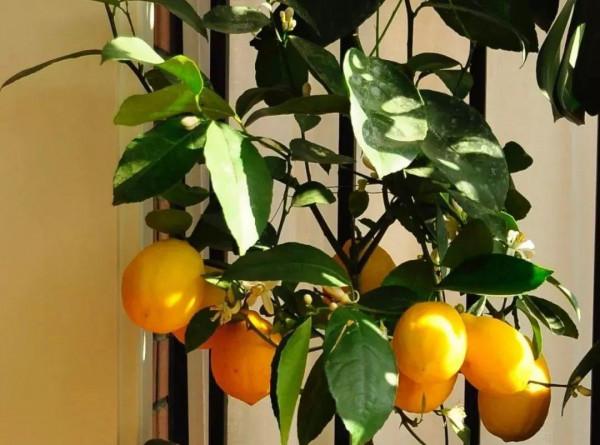 人養花,花也養人,這15種花,越養家裡越乾淨 人養花,花也養人,這15種花,越養家裡越乾淨