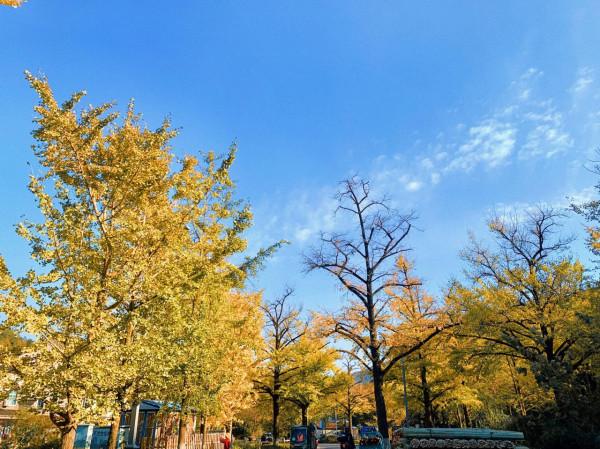 走讀山水長興 | 金秋時節銀杏黃 十里長廊人兒鬧（上）