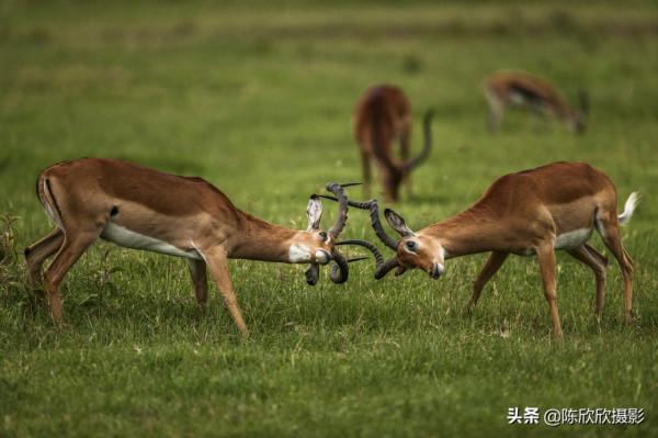那庫魯保護區,成全你的瀟灑與冒險 那庫魯保護區,成全你的瀟灑與冒險