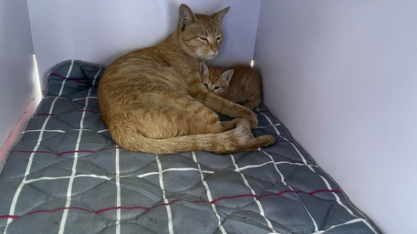 流浪橘貓受大叔恩惠，他隨口說想見小貓，貓媽隔天真帶來4個孩子