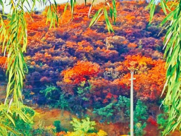 博山金秋紅葉美