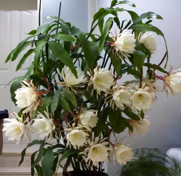 5種純潔的白色花卉,看一眼就想養一盆 5種純潔的白色花卉,看一眼就想養一盆