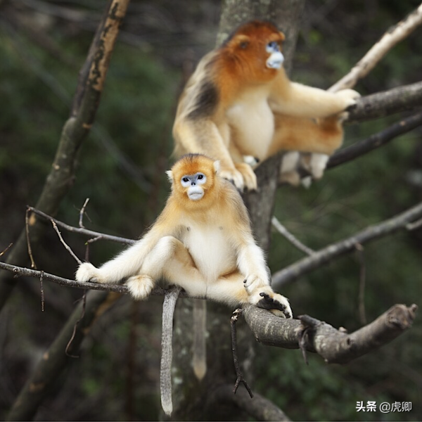 秦嶺金絲猴父女被16萬元販賣，猴媽自盡，囚禁野生動物何其殘忍？