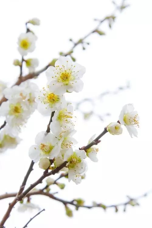 明日立冬，送你一組梅花圖，一首詩詞，願閤家團圓過暖冬
