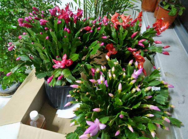 喜歡“小盆”的12種花，幹養多曬，擠著養，枝葉翠綠花大如碗