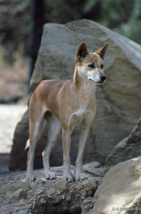 澳洲野狗:為了“重拾”狼的尊嚴,你看我有多努力 澳洲野狗:為了“重拾”狼的尊嚴,你看我有多努力