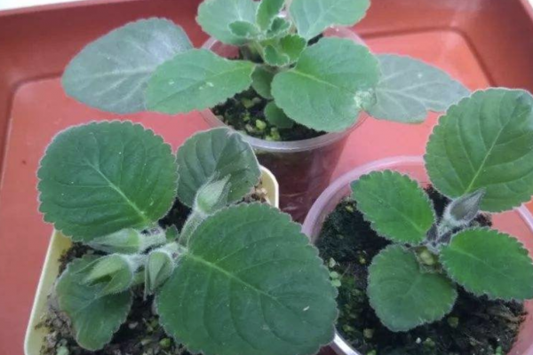 9種&OpenCurlyDoubleQuote;貴氣花&rdquo;，立春後&OpenCurlyDoubleQuote;快扦插&rdquo;，生根快，比夏天還&OpenCurlyDoubleQuote;好活&rdquo;