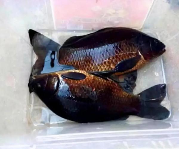 釣到黑鯽魚被勸放生,釣魚人反稱放生薑!網友:小心它是巖鯉 釣到黑鯽魚被勸放生,釣魚人反稱放生薑!網友:小心它是巖鯉