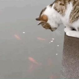 常吃魚好處多，但這3類人最好少吃