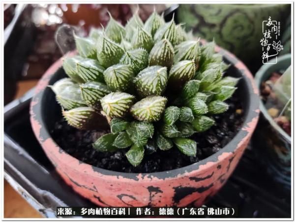 廣東的多肉陽臺:生命不息,折騰不止 廣東的多肉陽臺:生命不息,折騰不止