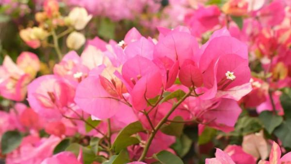 寓意好、顏值高！松江這裡的年宵花選購指南來啦，建議收藏