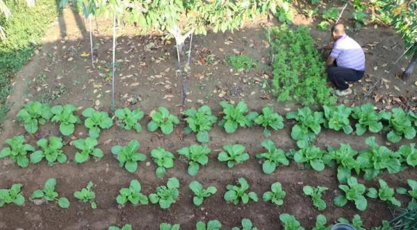 蘿蔔白菜定苗後，用這4個方法，增產效果相當明顯