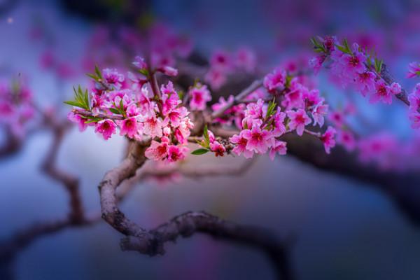 12個月12首詩:歲月不居,詩詞中的每個月充滿人生況味(上) 12個月12首詩:歲月不居,詩詞中的每個月充滿人生況味(上)