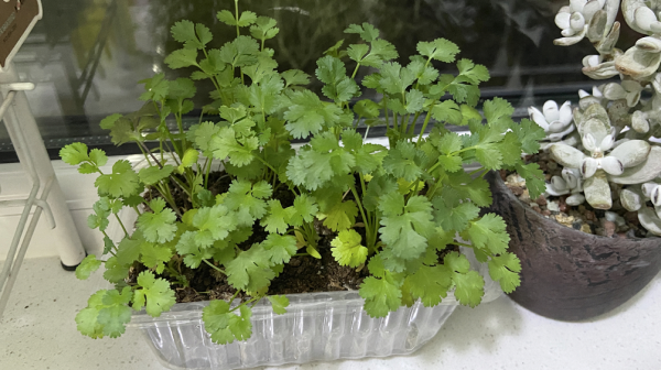 養不好花甭犯愁，種菜一樣樂趣多，新手村“菜鳥”先試試這3樣