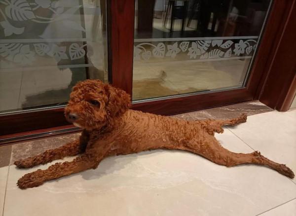 狗狗生氣了覺得生無可戀 狗狗生氣了覺得生無可戀