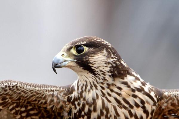 許多朋友對鷹和雕還有隼都傻傻分不清，它們之間有什麼不同呢？