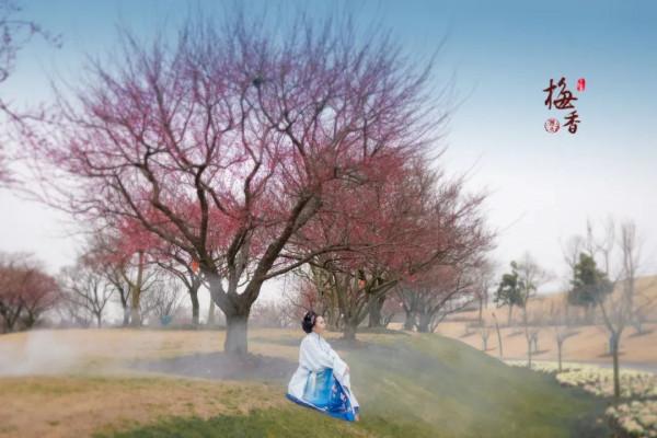 松江這片梅花園，開得太美了