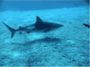 鯊魚翅你吃過嗎？