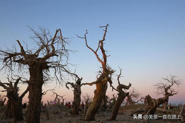 不遙遠的額濟納，邂逅大漠胡楊林，遇見人間秘境3