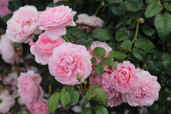 最美月季花 最美月季花