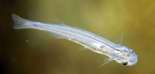 它體長僅僅10毫米,卻躋身亞馬遜頂級殺手的行列,靠的是什麼? 它體長僅僅10毫米,卻躋身亞馬遜頂級殺手的行列,靠的是什麼?