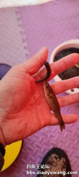 迴歸河山，收穫翻番