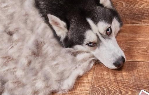 狗狗大量掉毛，這幾個原因，你家狗中了幾個？