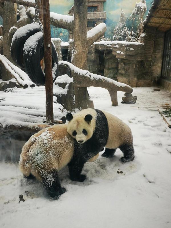 今天的&OpenCurlyDoubleQuote;真熊&rdquo;版冰墩墩