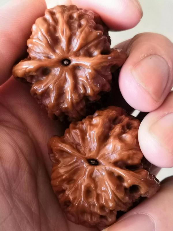 玉化感強的昌平悶尖核桃