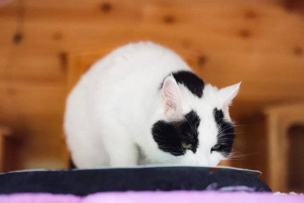 我是大阿寶，不是大熊貓