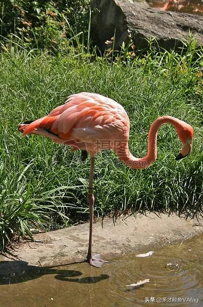 罕見的粉紅色動物