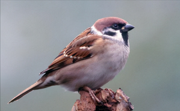 東江攬勝：天天相見不相識，國內五種常見麻雀你能分清嗎？