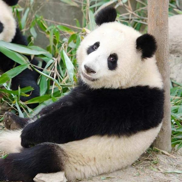 圖片分享—呆萌可愛大熊貓