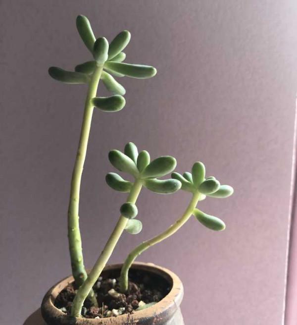 “懶人”就養這10種花,一個月不澆水也死不了,盆土越幹越易開花 “懶人”就養這10種花,一個月不澆水也死不了,盆土越幹越易開花